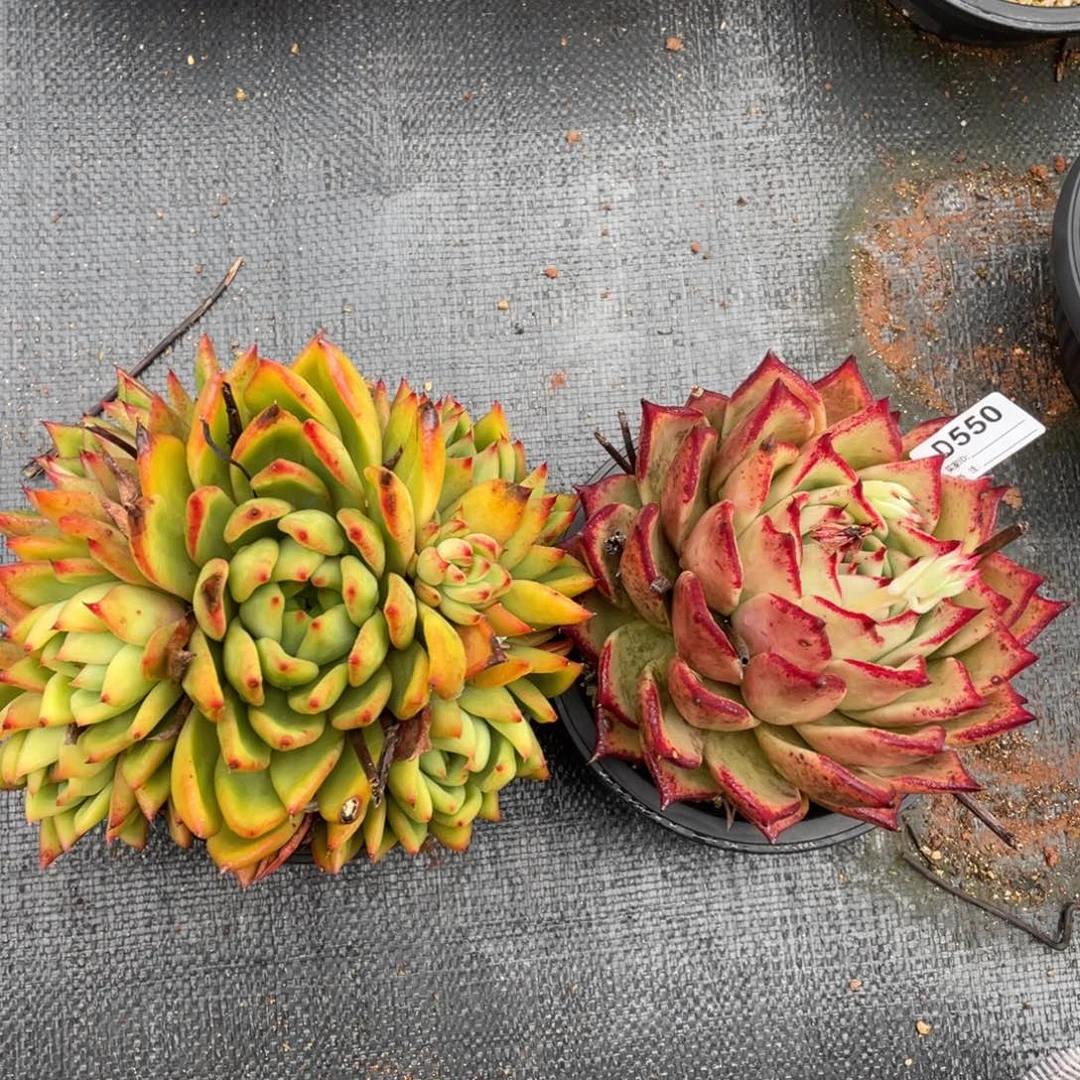 无花朵若如东云组拍D550