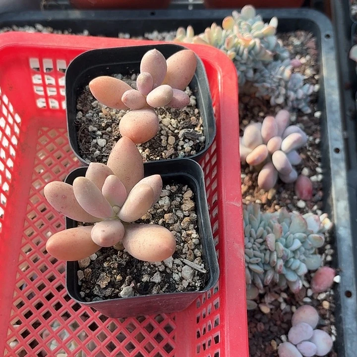 A****. m f g k he ji y 203