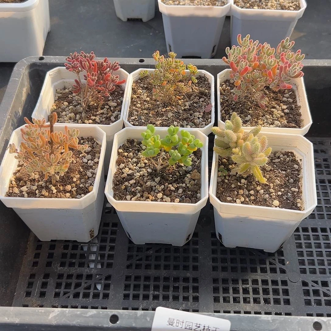 525号枝干6颗12.12多肉