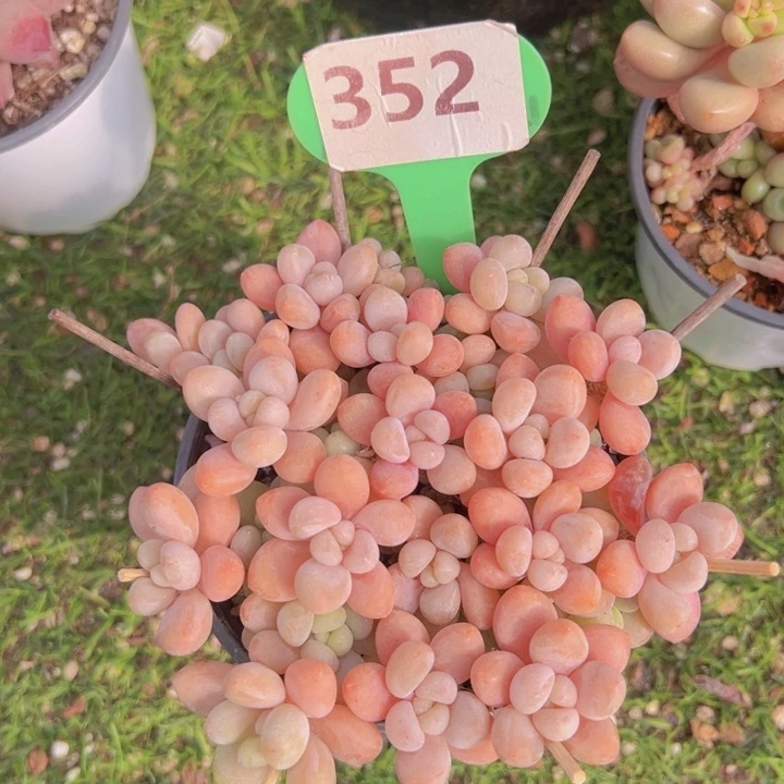 健健康康平平安安