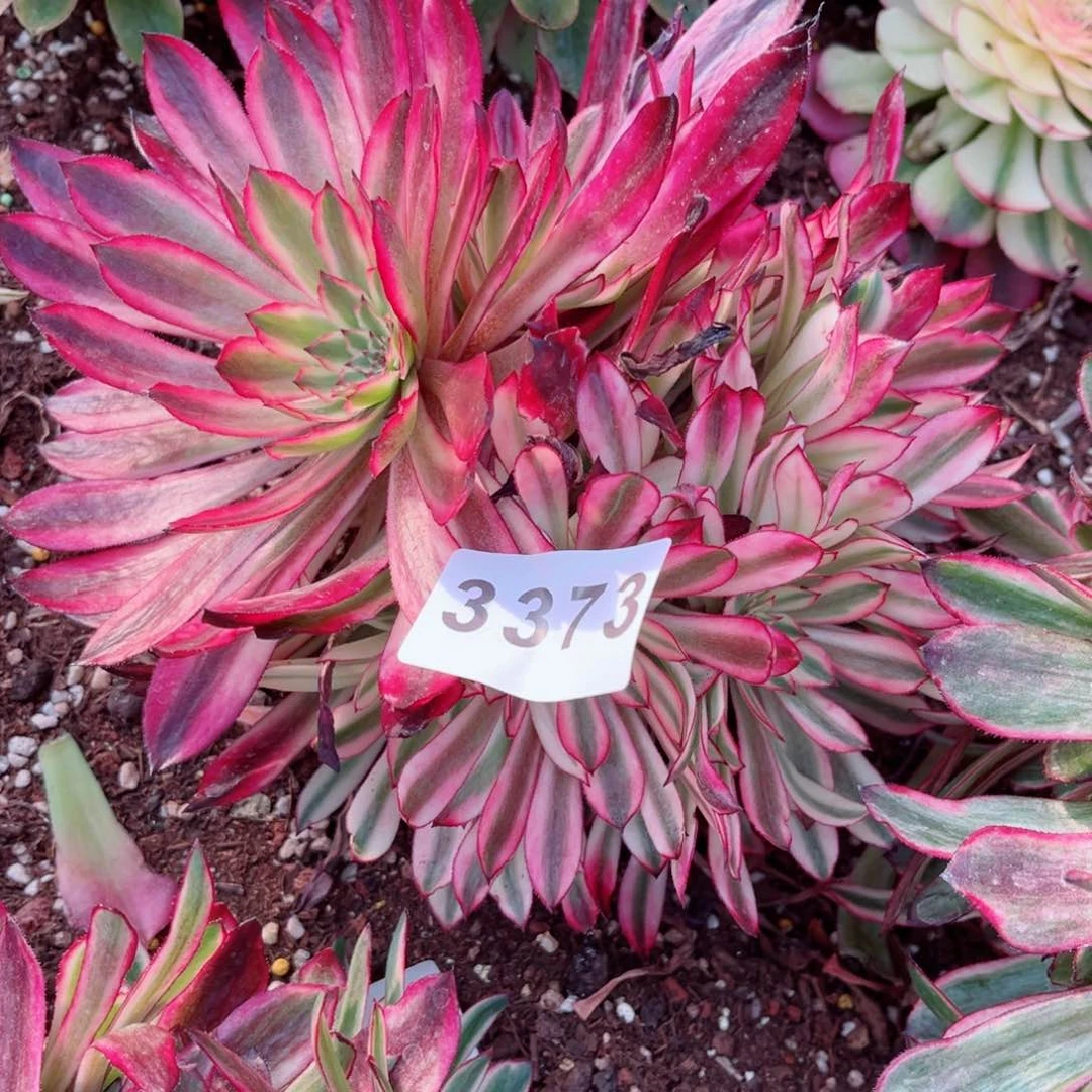 仙墨多肉发货发货