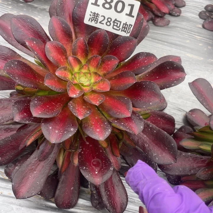 1801一号棚夕阳多肉植物