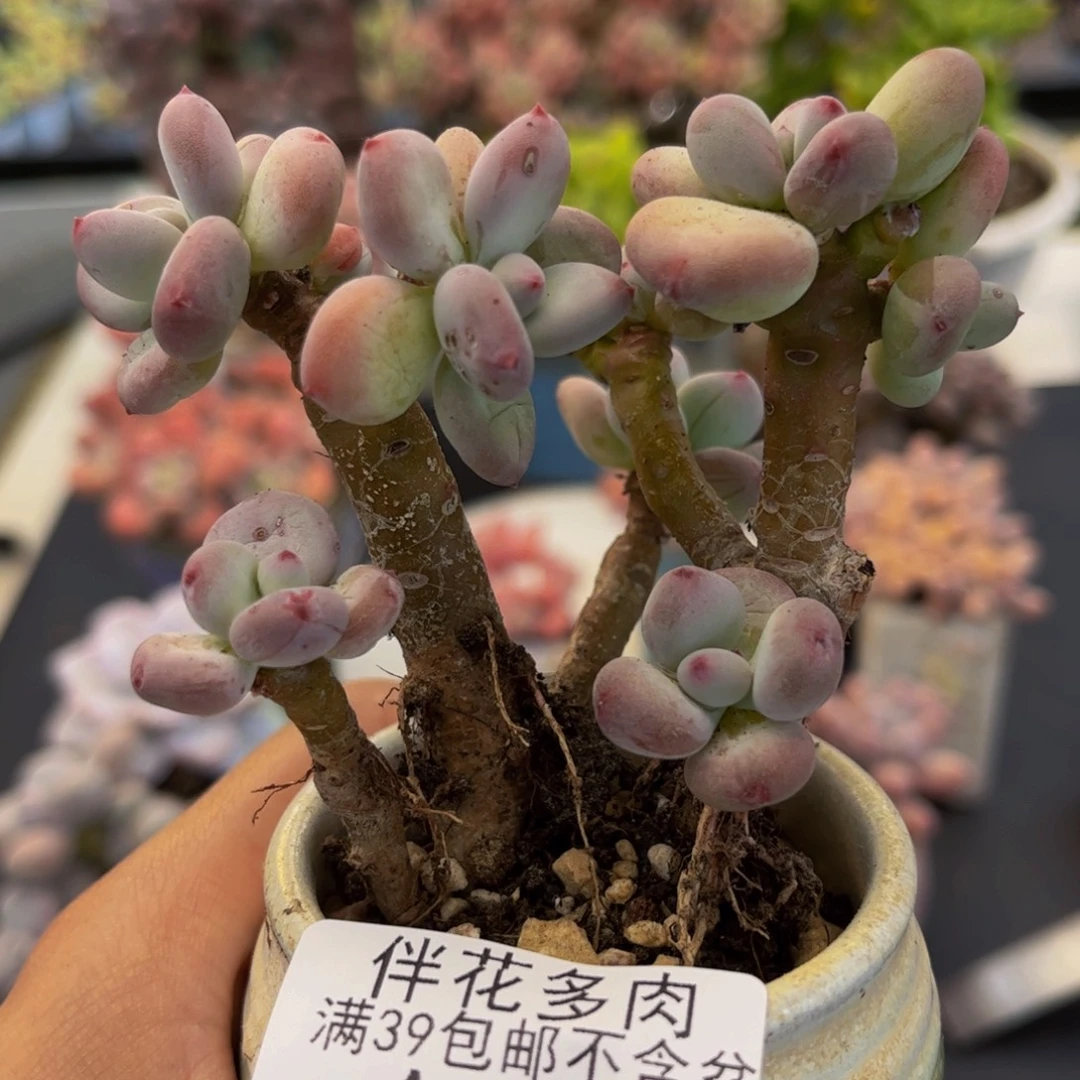 1124-苹果奶多肉6cm