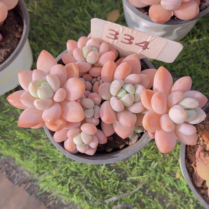 健健康康平平安安