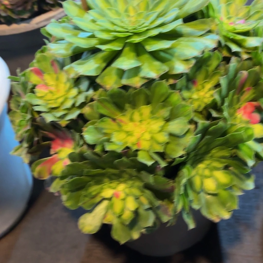 宝***爱哈哈多肉葡萄福利来778