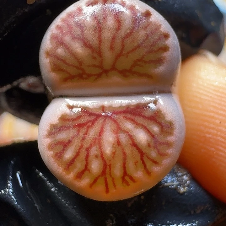 生石花33:：，带。 56号