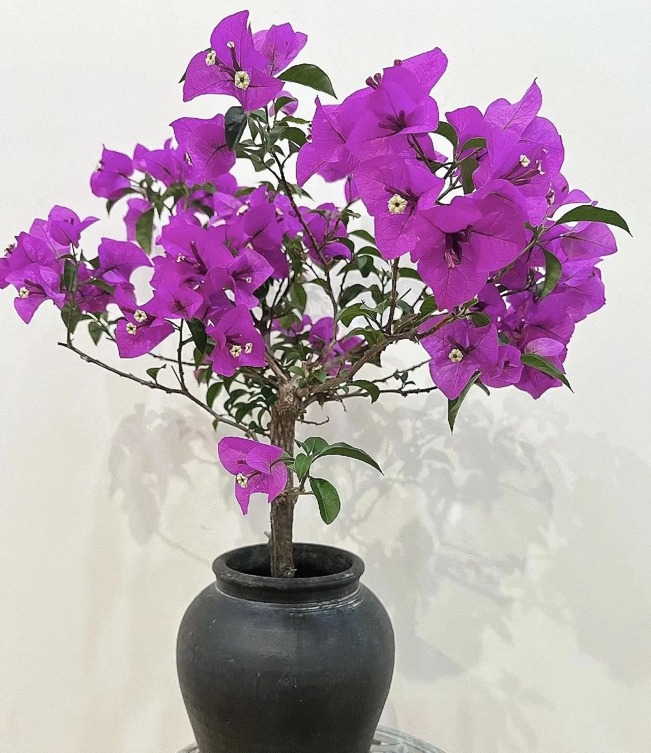 安格斯云南紫三角梅/落花落叶缺水甚至光杆属正常无售后，介意勿拍