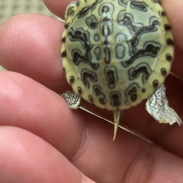 绿毛龟不分公母8888888888