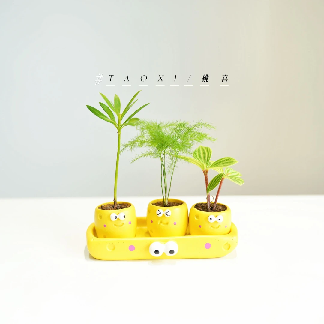 小黄人组合迷你盆栽室内办公室桌面好养绿植四季常青花卉植物