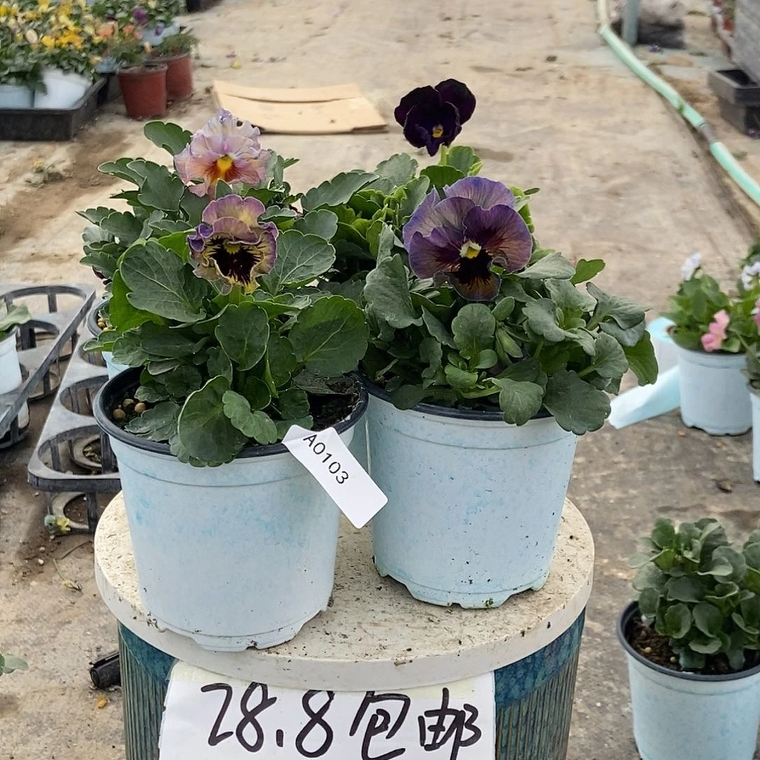 大部分花苞少量开放103