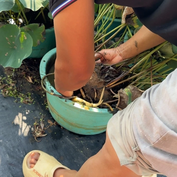 眉***子无花朵荷花种藕新云锦一支