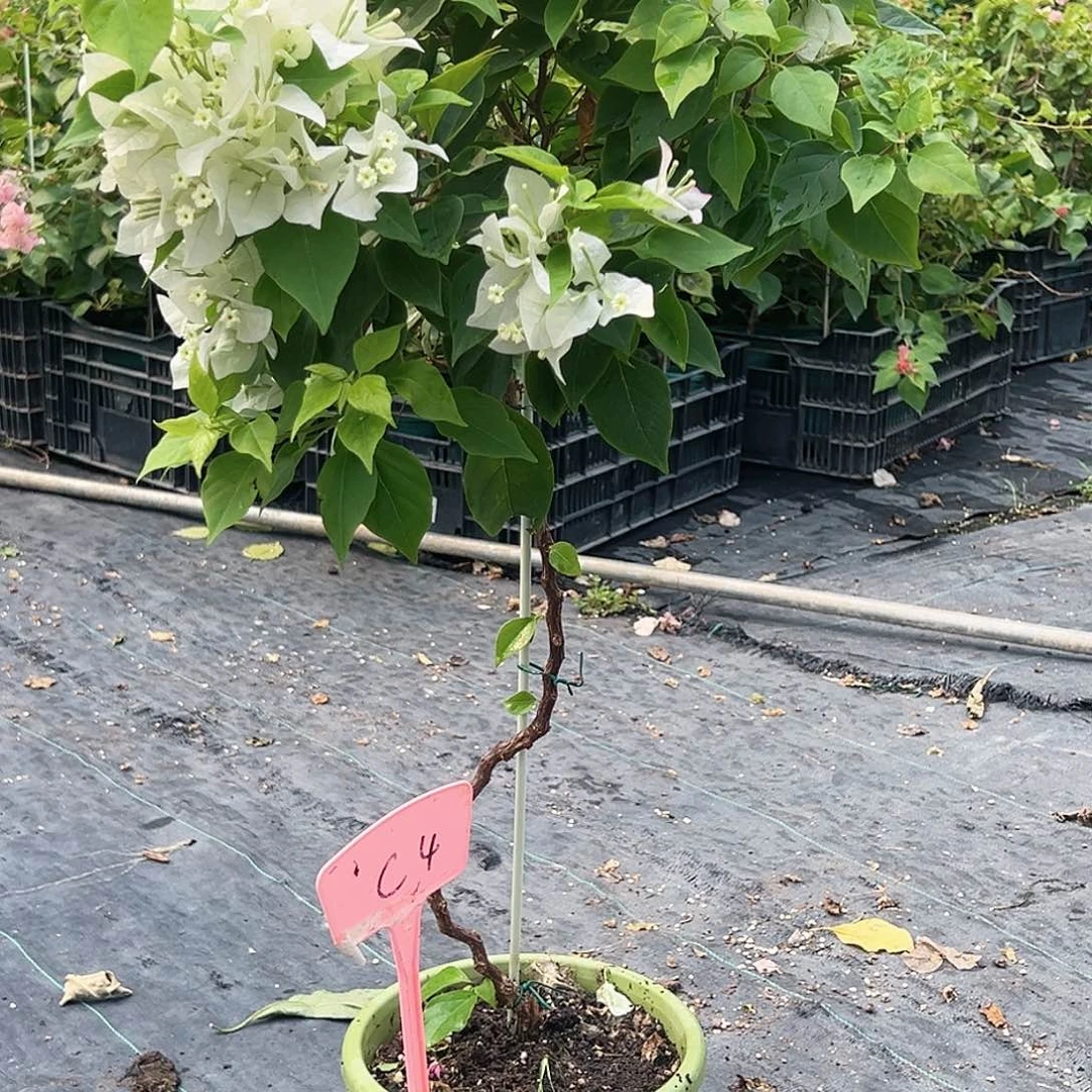 小****当前无花栽培后可以开花C4白狐狸