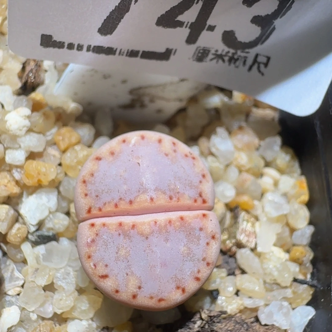 zzzzz精品生石花743