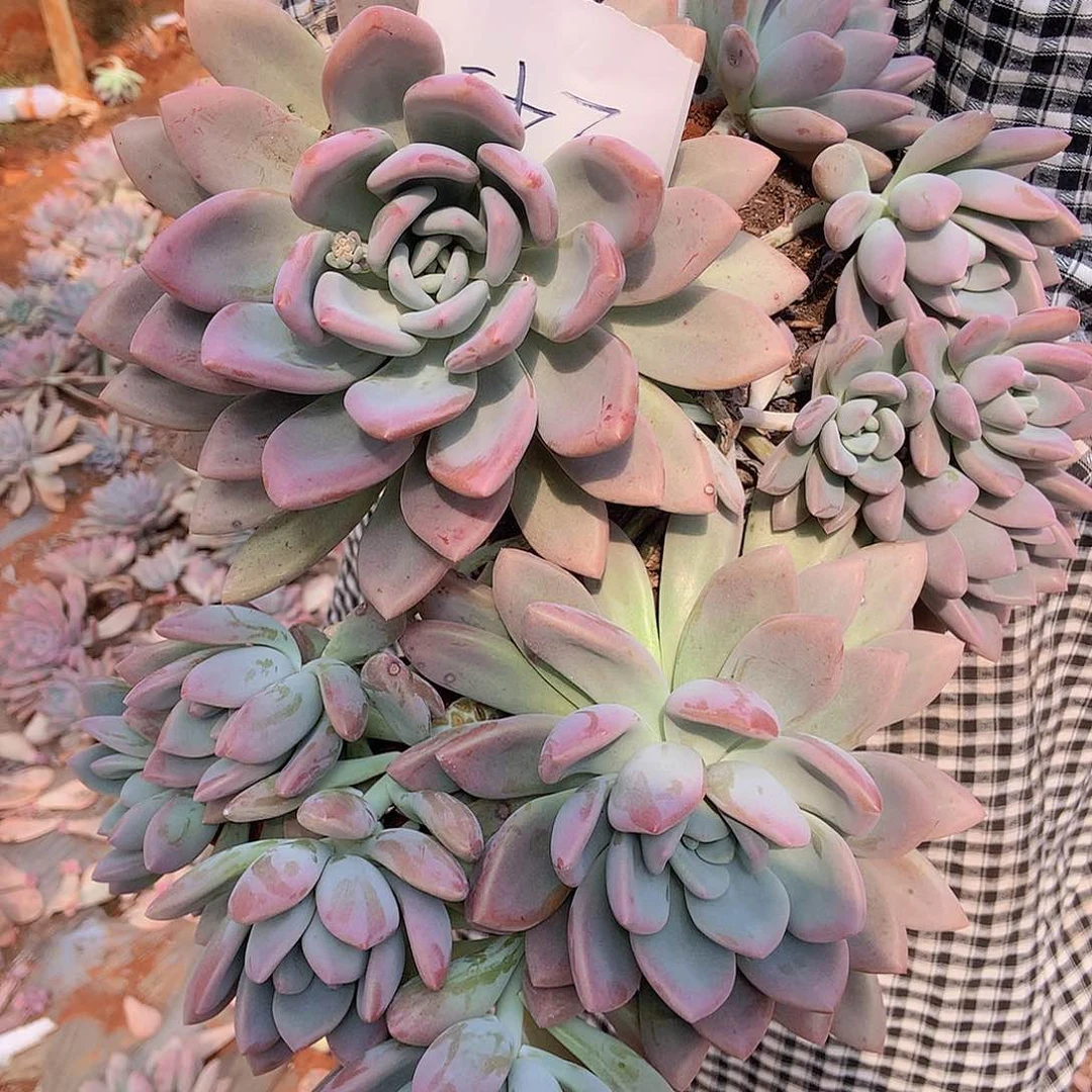 一物一拍多肉奥普245