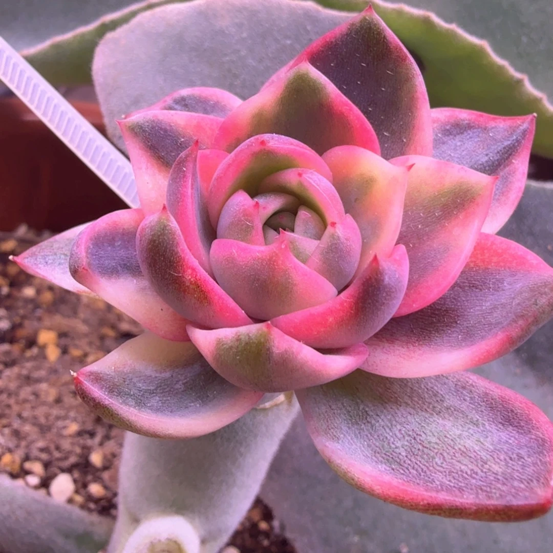 紫水晶锦 多肉植物