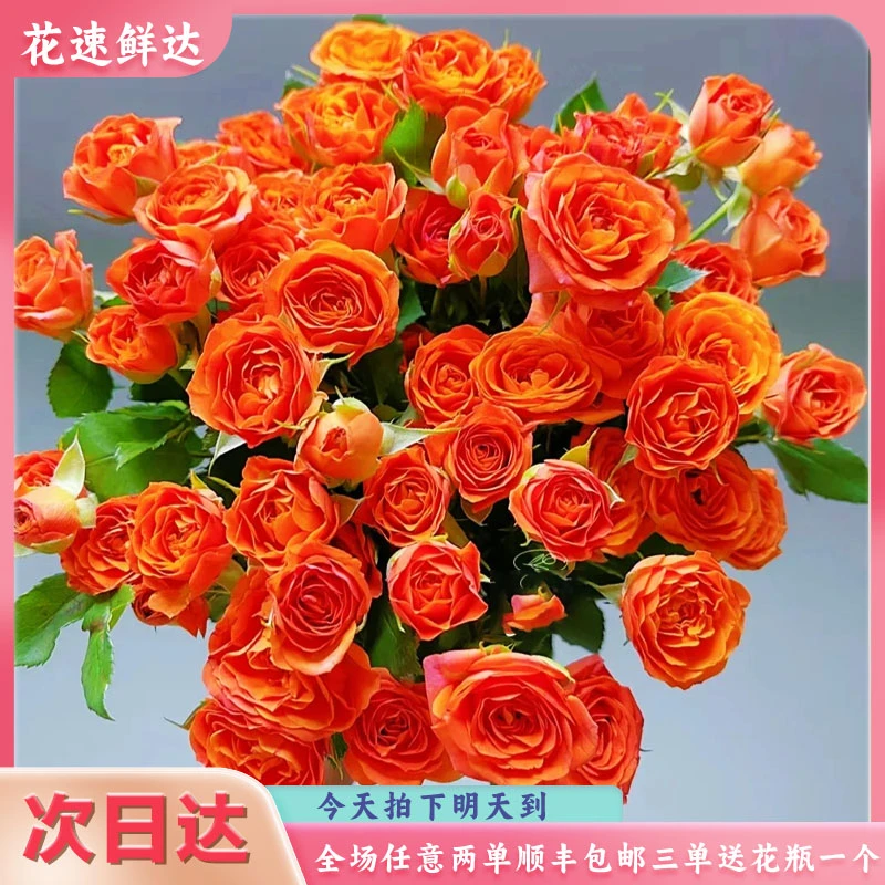 次日达【橙色芭比5枝】鲜花批发直播任意两单顺丰包邮鲜花次日达三单赠送花瓶一个