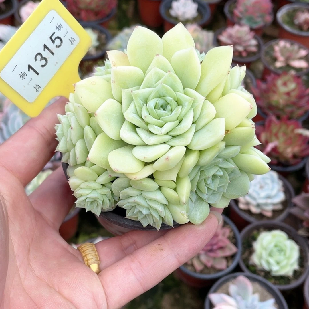 【闪购商品】繁****平1315号