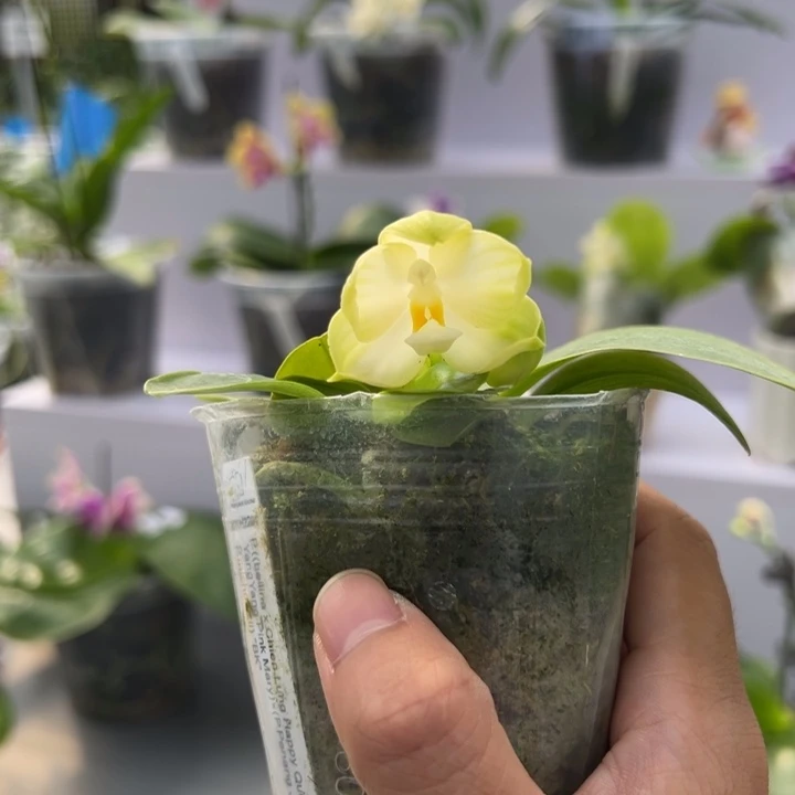 大部分花苞少量开放2.5寸杯BKH2201圆圆小清新