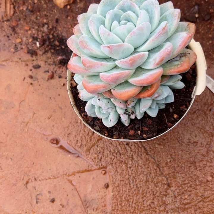 220冰玉平平安安健健康康