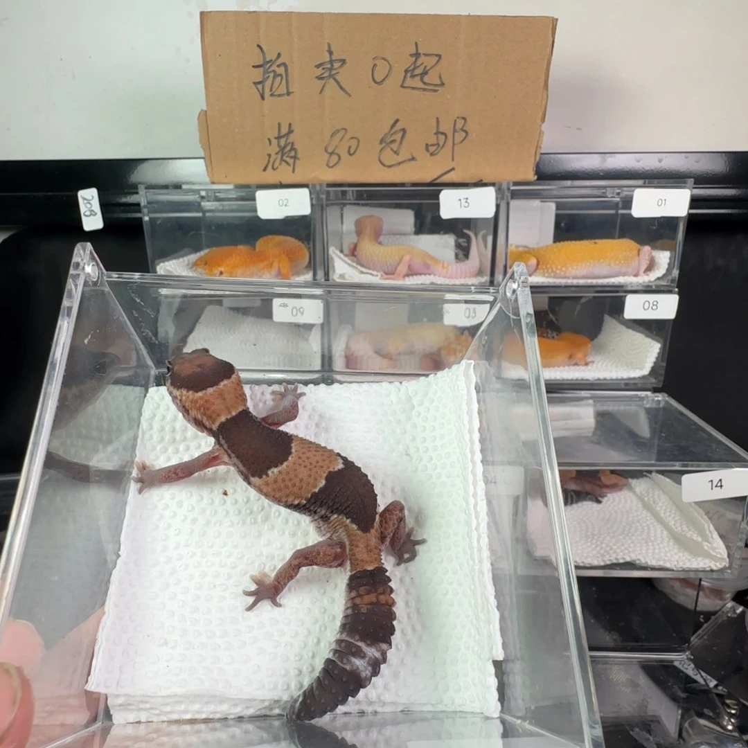 豹纹守宫原色瘾奥利奥祖鲁妹妹