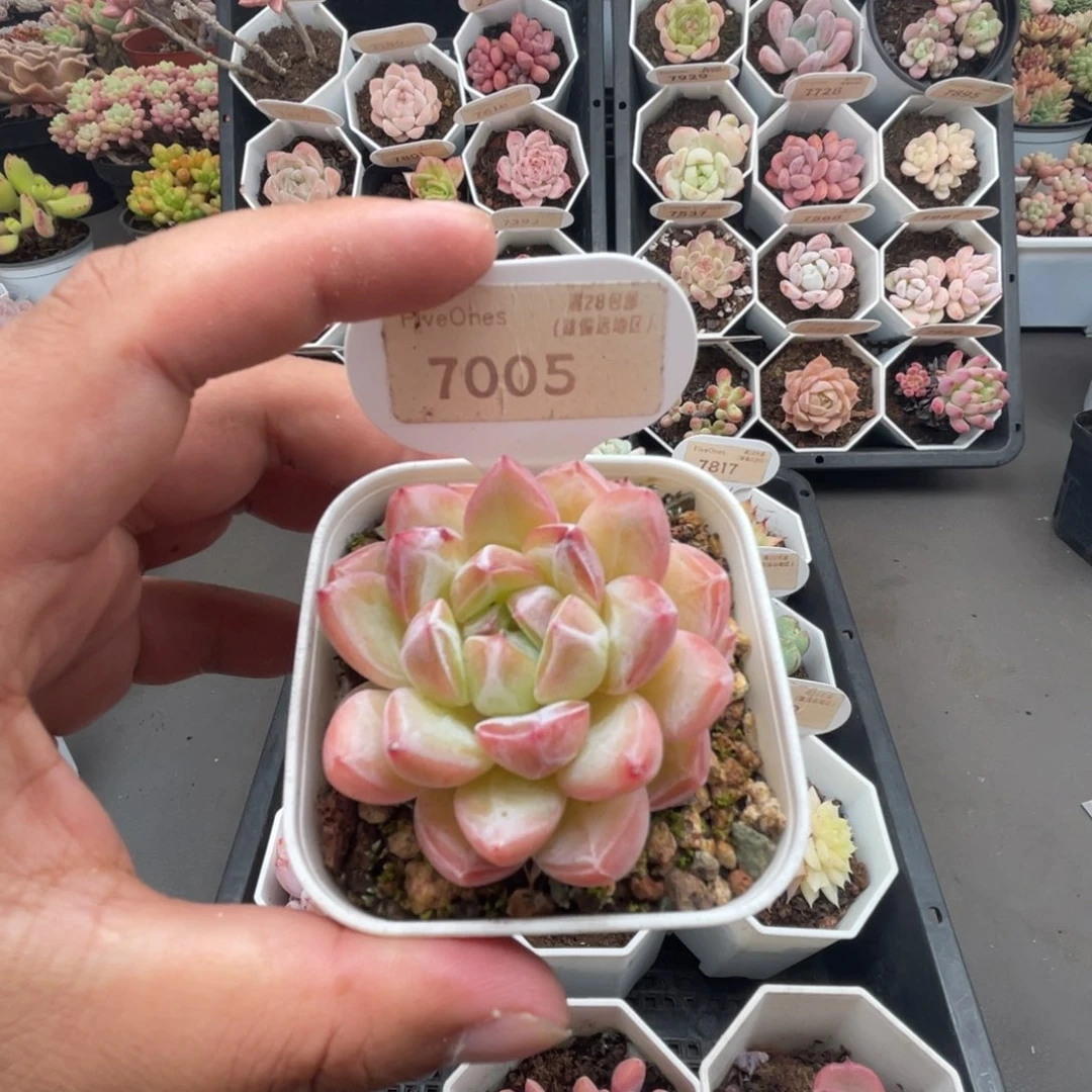 7005新品推荐 5.0厘米