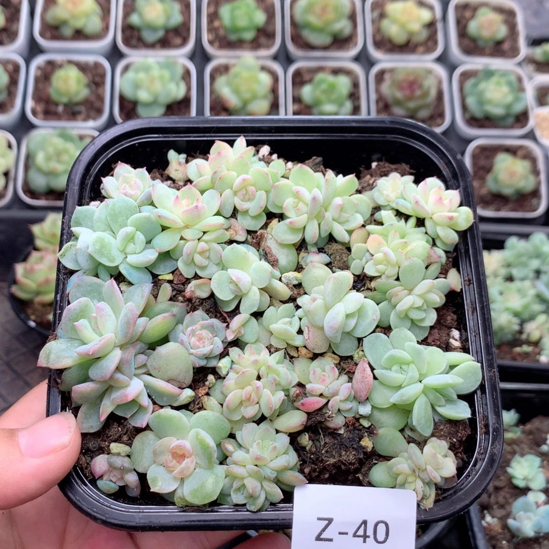 无花朵Z40英语英语