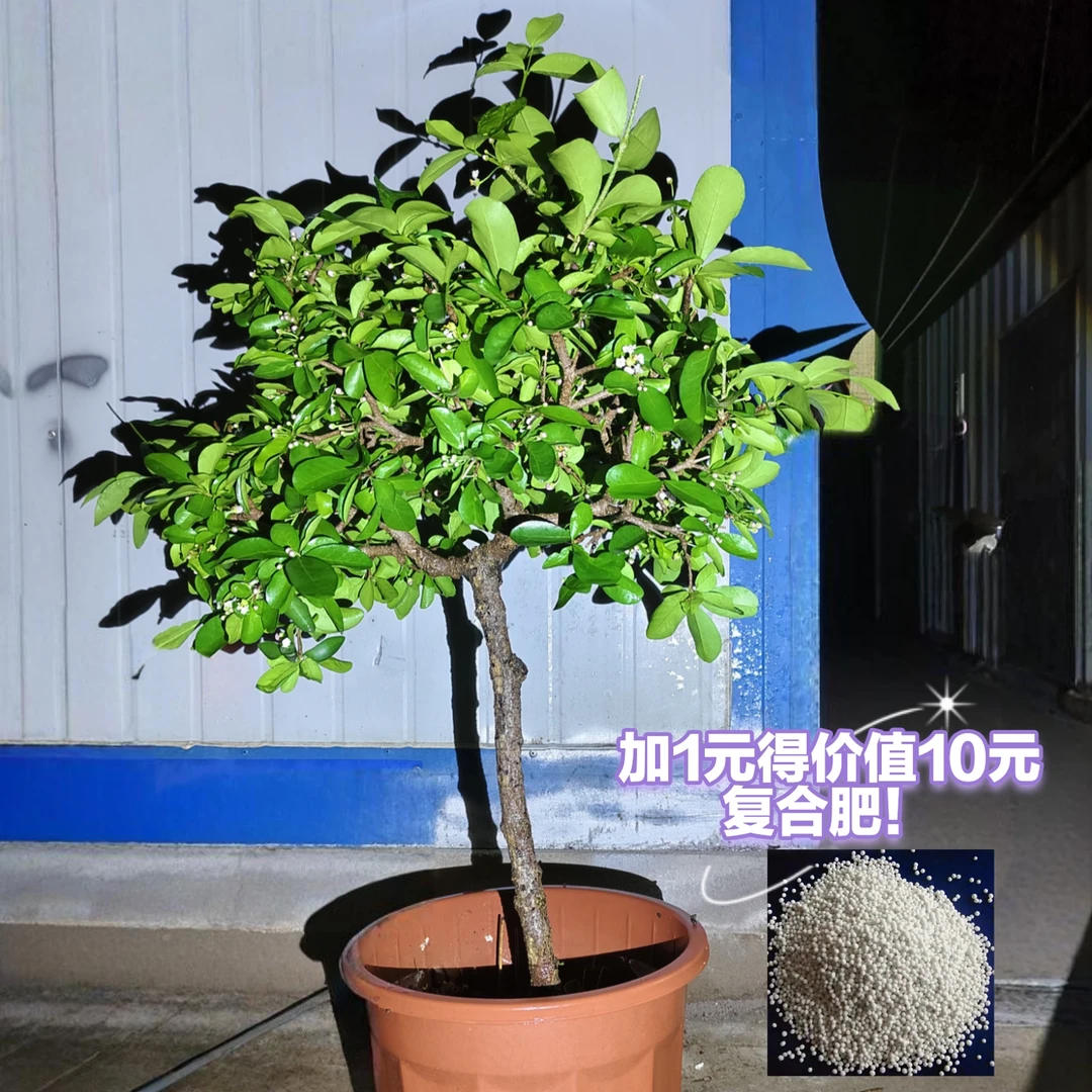 绿植植物一物一拍