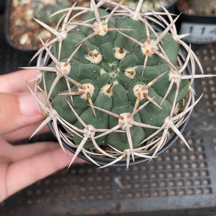 115碧岩玉 5-5.5cm左右