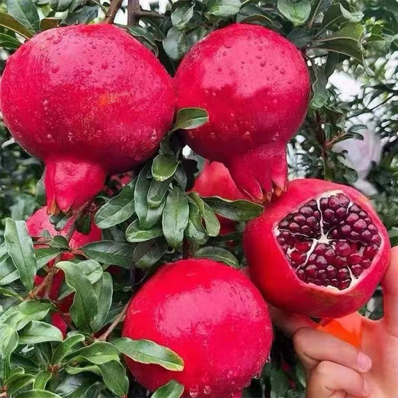 正宗突尼斯软籽 蒙阳红 红宝石 大红袍 黑籽石榴树苗大树盆栽地栽