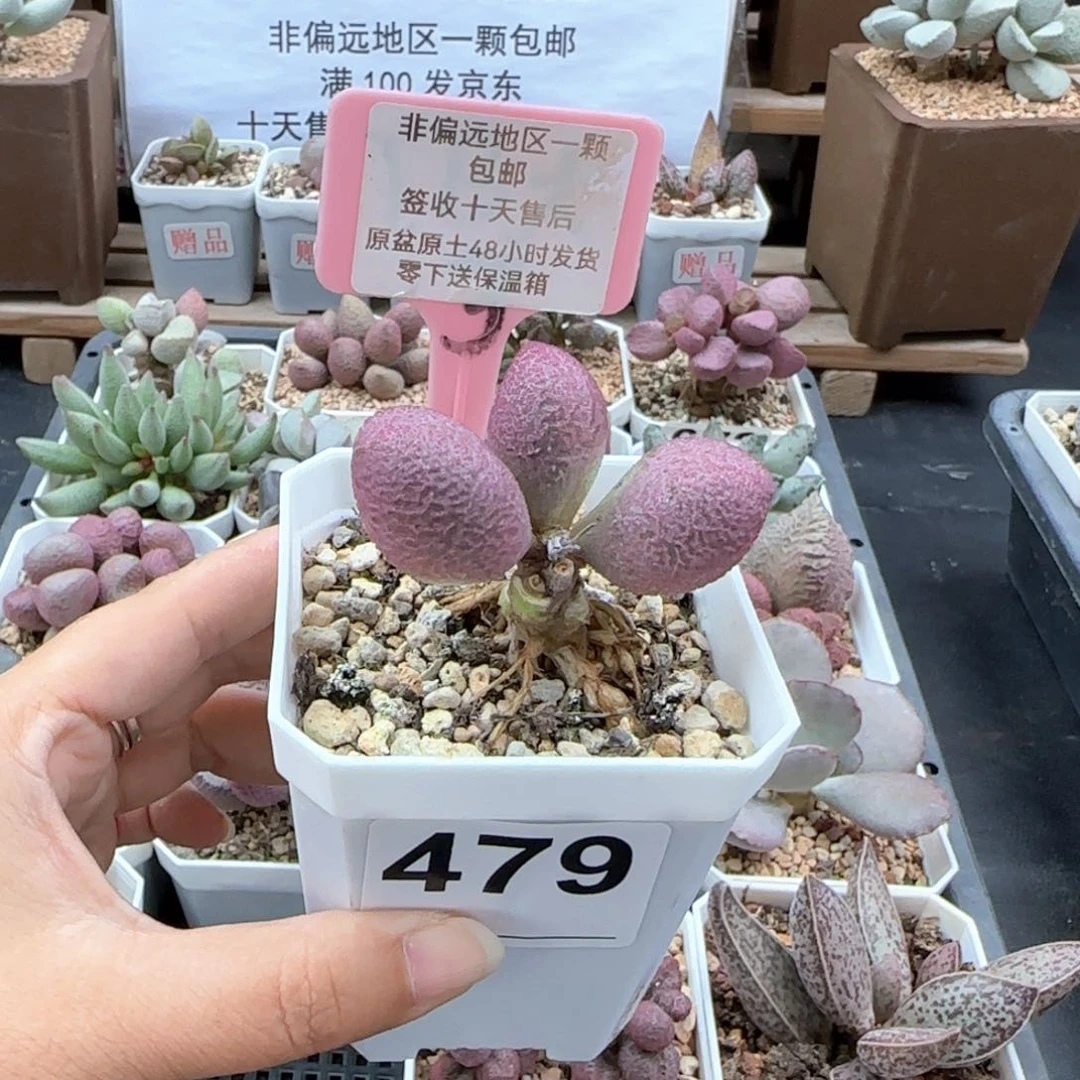 479少女心多肉植物