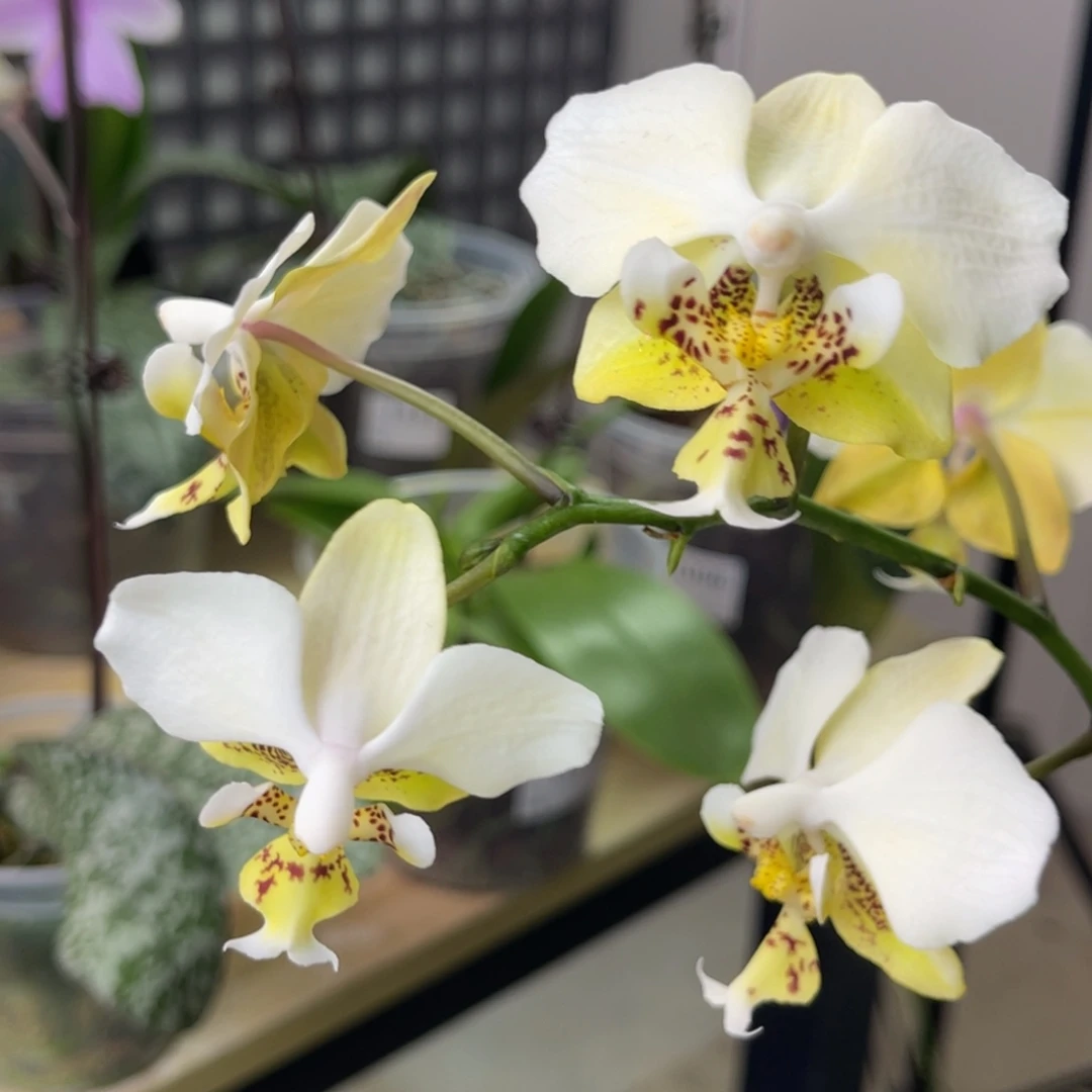 完全开放香白史-晚上香-1255