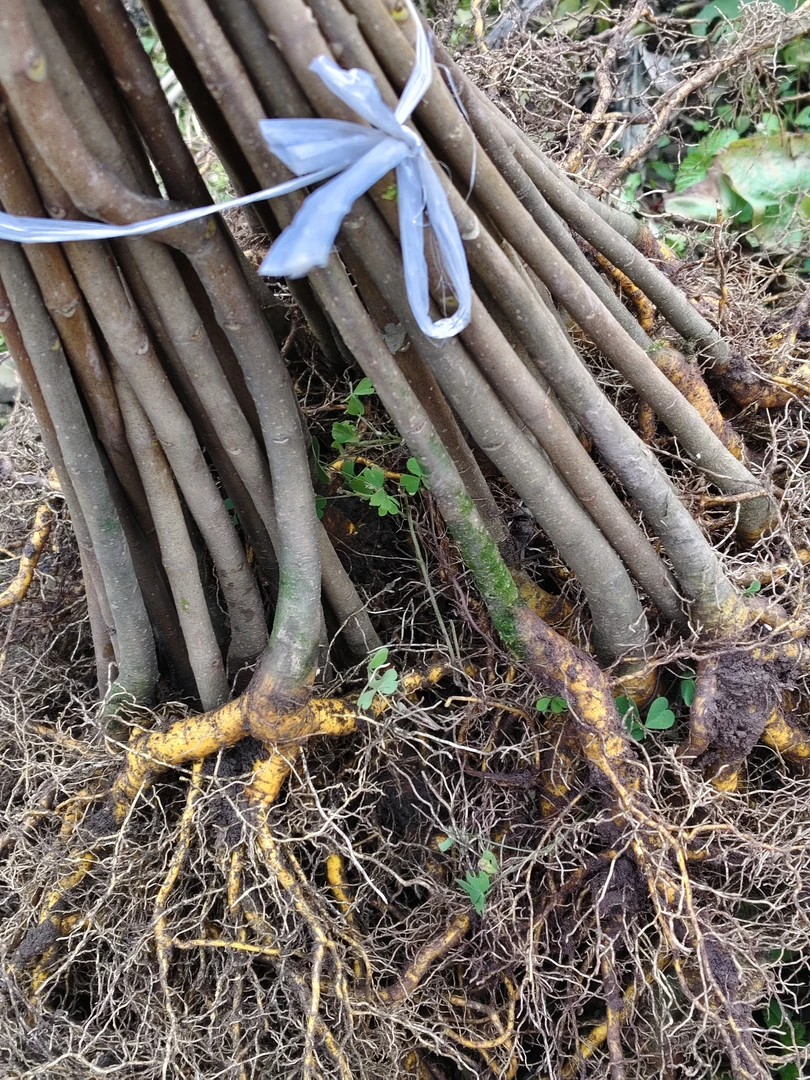 大叶厚皮川黄柏种苗 公分苗 基地直供