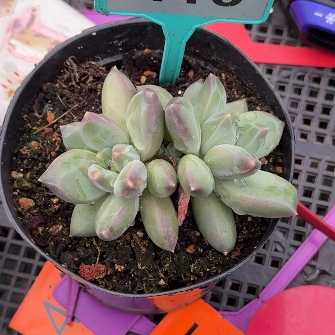 多肉植物郁金香410