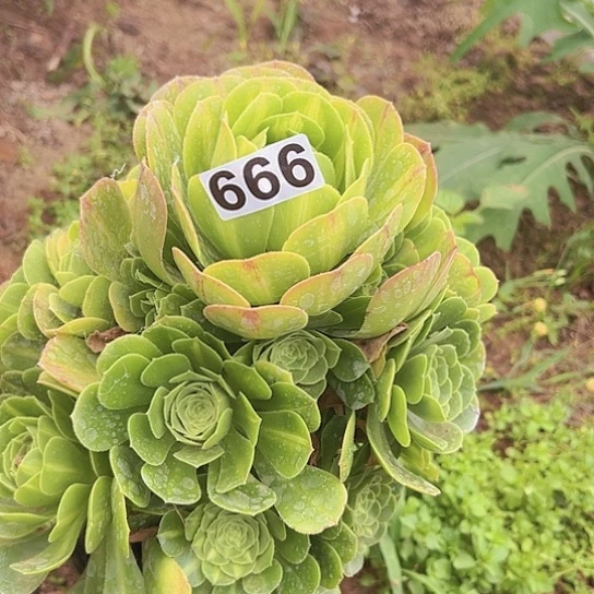健**福多肉植物一个
