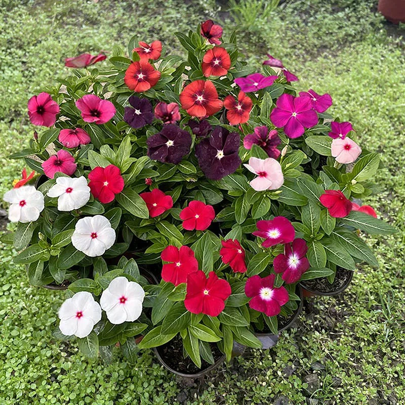 长春花盆栽天天开带花苞四季开花耐高温适合庭院阳台种植