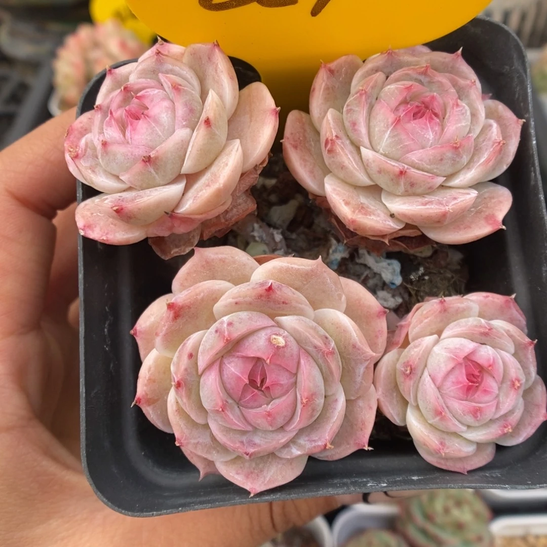 白芷珍妮群生可拍651号