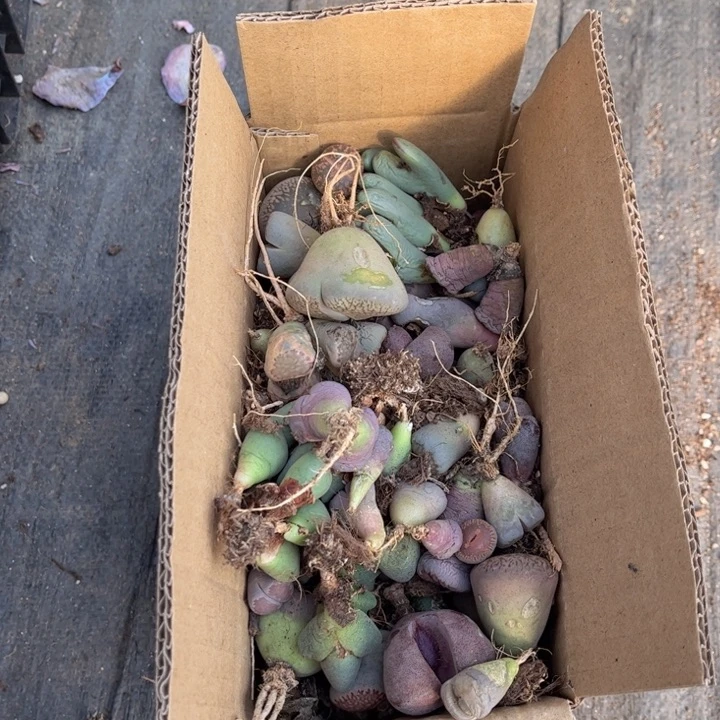 一箱拖土88888888888888