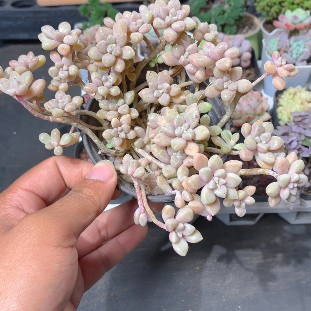 姬秋丽多肉9.9包邮发货