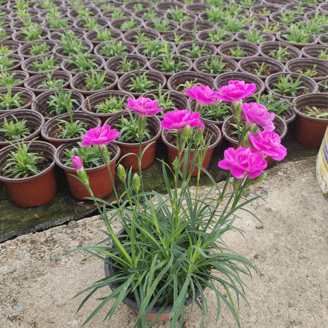 超美，蜜桃，芬芳花期长，颜色靓丽，新号开播福利