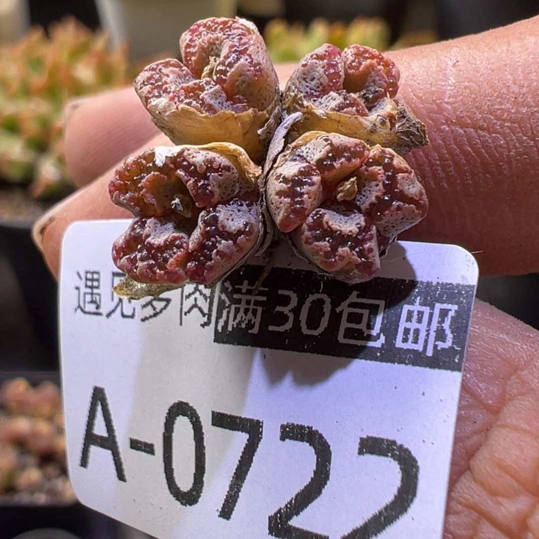 肉锥植物1111111111111111