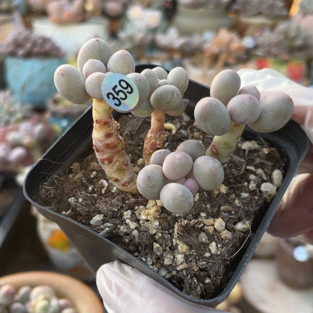 仙子奶酪多肉植物