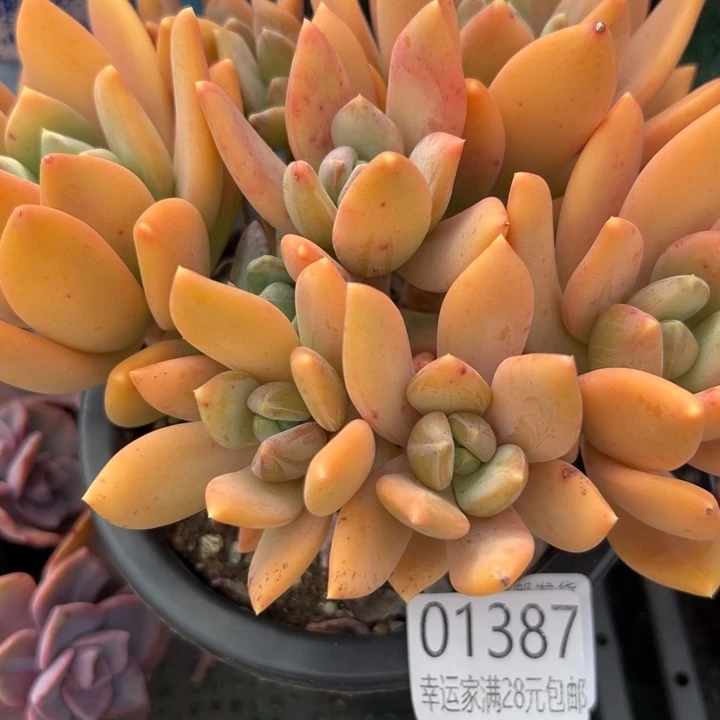 幸运儿的故事也是幸运