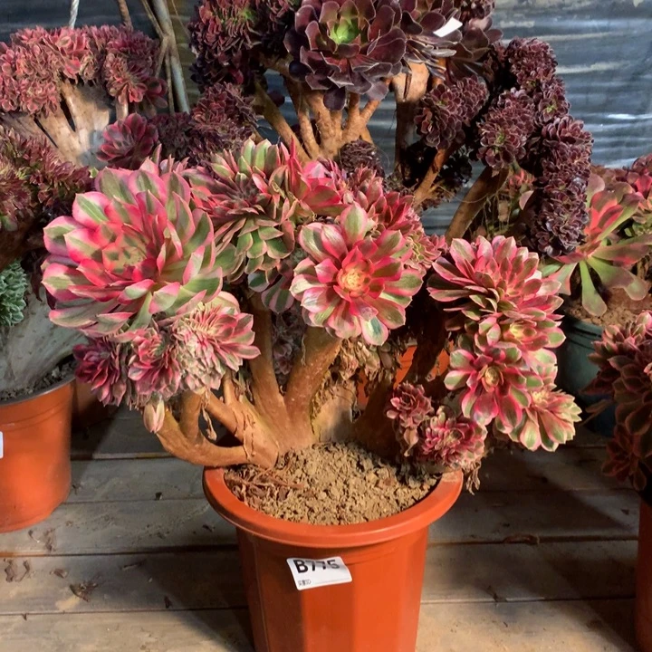 杨***姐775倾城缀多肉法师