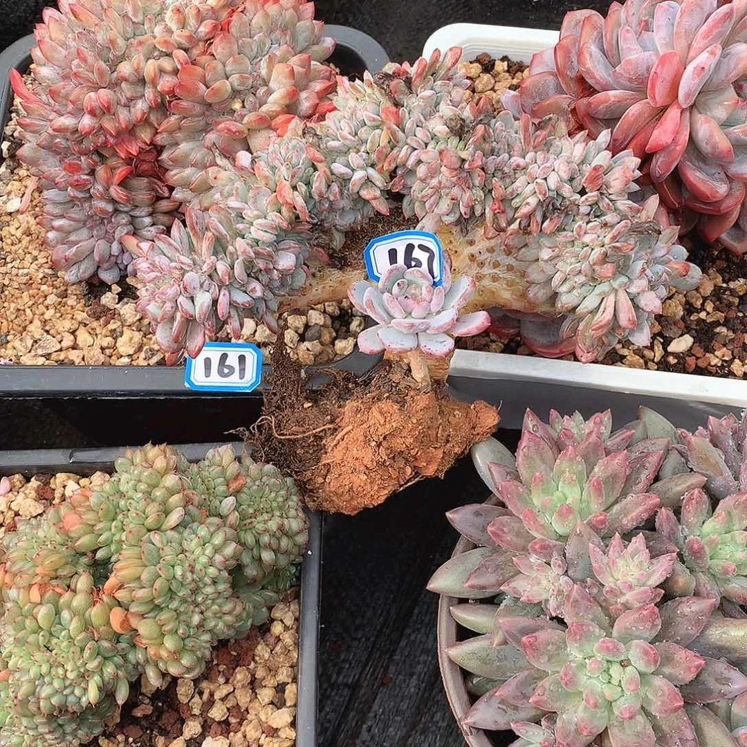 167玛瑙缀 一物一拍多肉