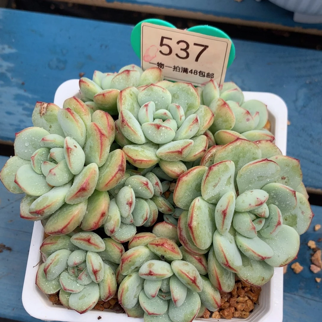 香草老桩无砍平头537