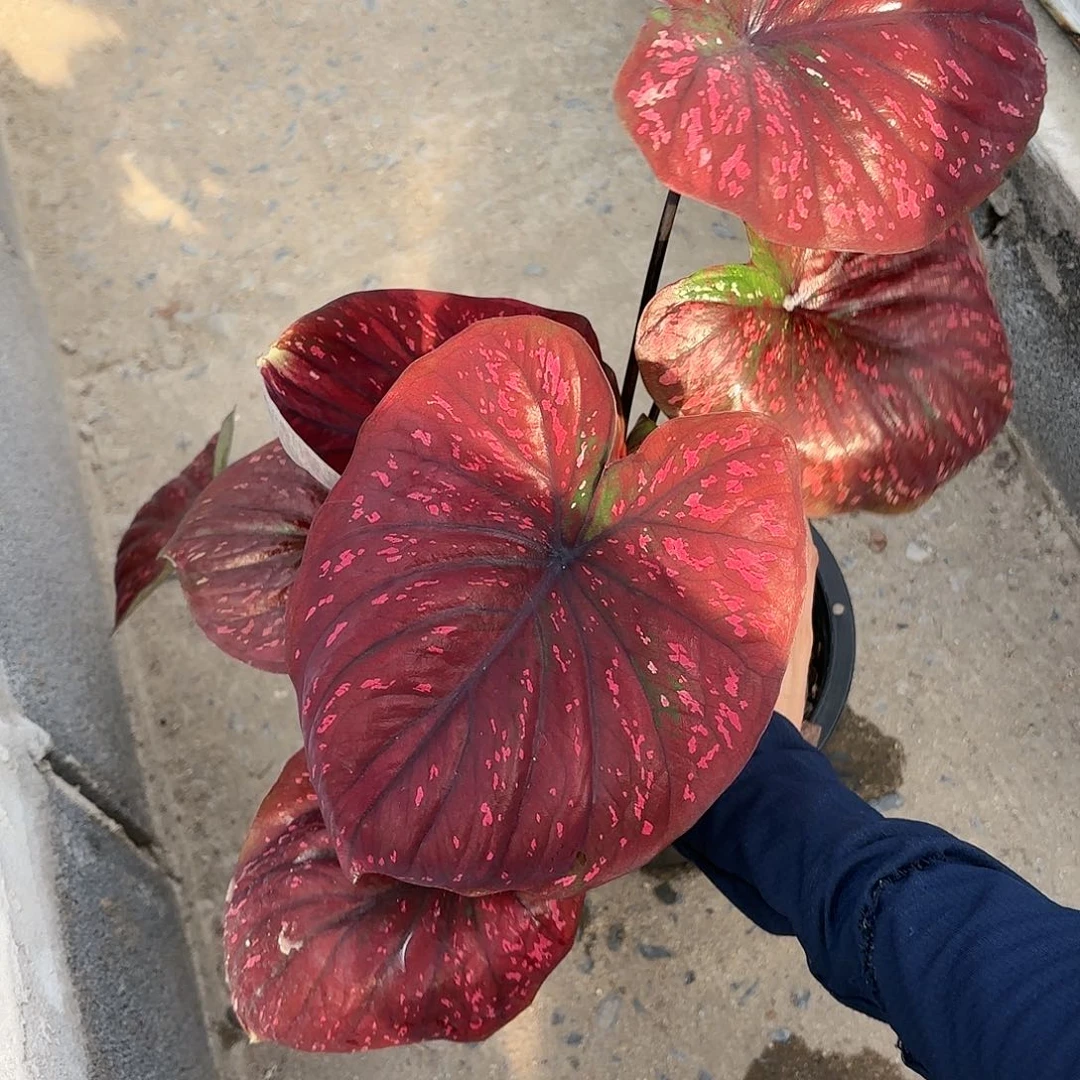 泰国彩叶芋585-0119