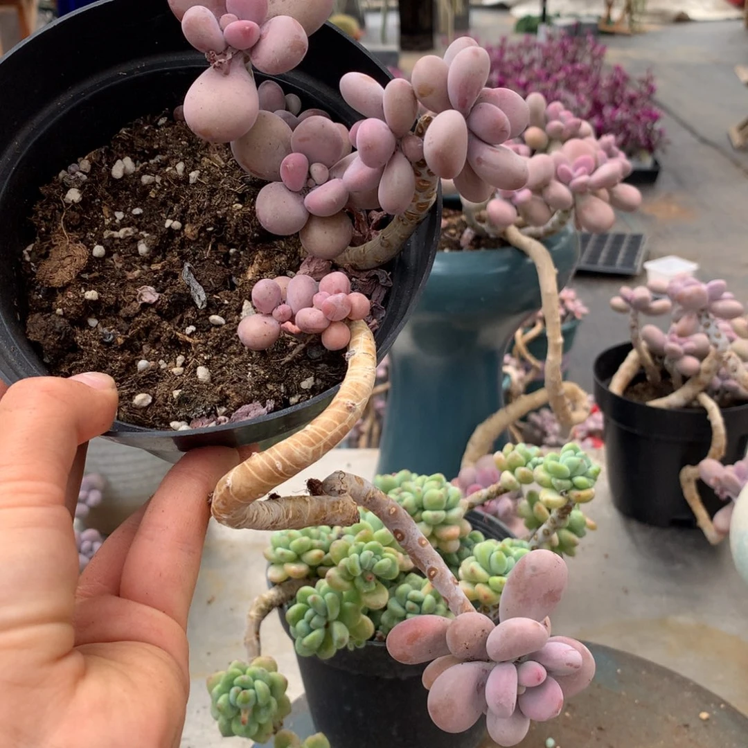 桃蛋老桩一颗不包邮80号