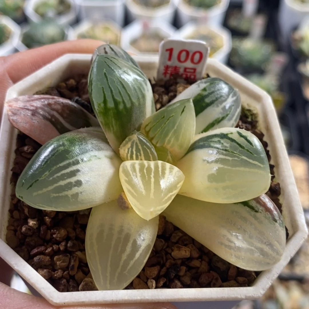 100玉潭十二卷多肉