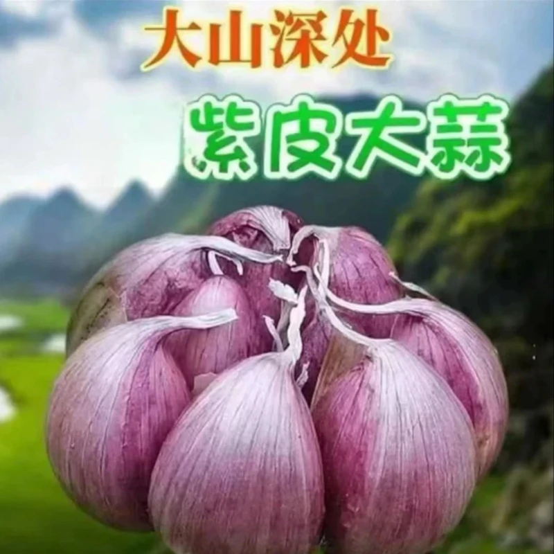 2025年新鲜紫白皮鲜蒜大蒜多瓣蒜糖蒜醋蒜腊八蒜腌制  w'w