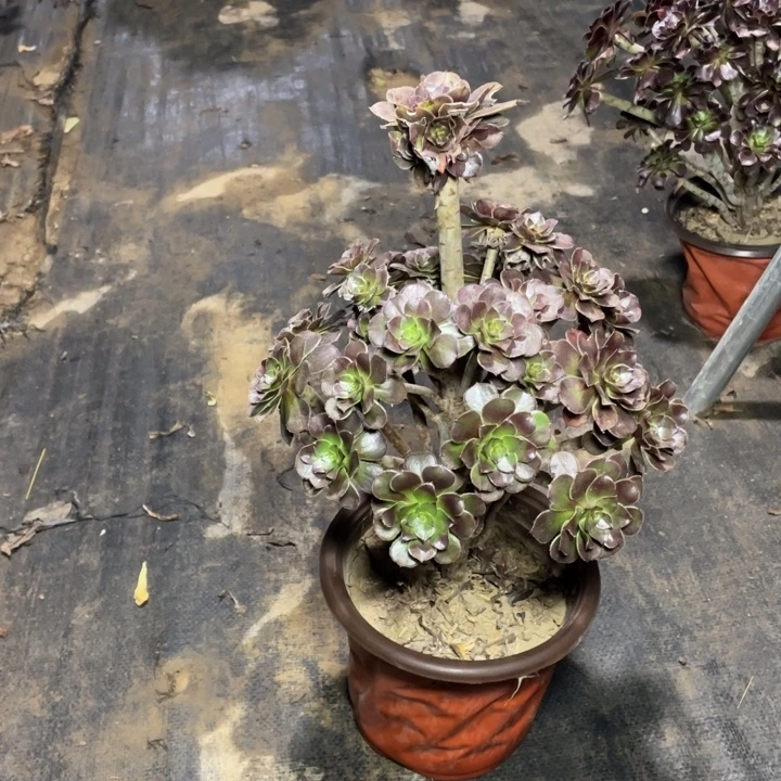62灰法师多肉多肉植物
